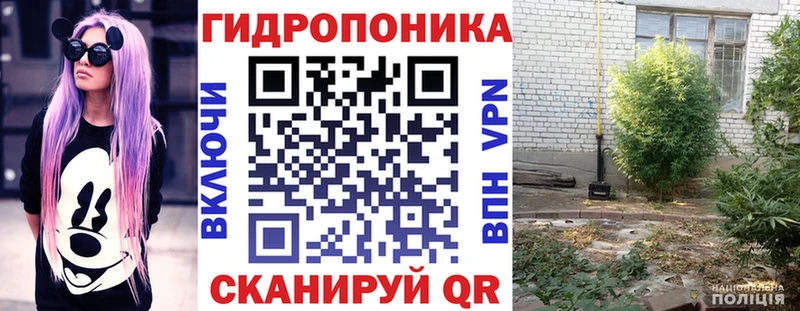 Шишки марихуана гибрид Жуков